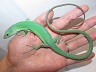 ミドリガストロカナヘビ（♂）5