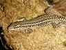 チレニアカベカナヘビ（EUCB・Pr）1