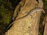 チレニアカベカナヘビ（EUCB・Pr）3