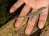 チレニアカベカナヘビ（EUCB・Pr）6