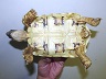 バブコックヒョウモンガメ（ホワイト）5