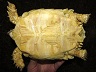 ケヅメリクガメ（♀）5
